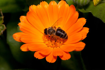 Bee is gathering nectar from a calendula flower. Animals in wildlife.