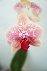 Fototapeta na wymiar Thistle pink flowers orchid