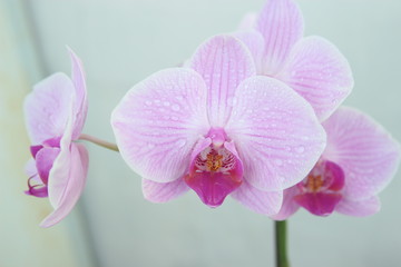 Obraz na płótnie Canvas pink flowers orchid