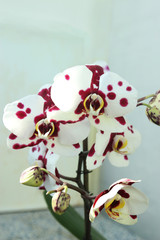 flowers orchid
