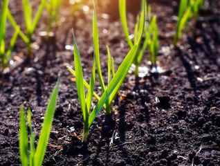 Young spring  shoots on plantation