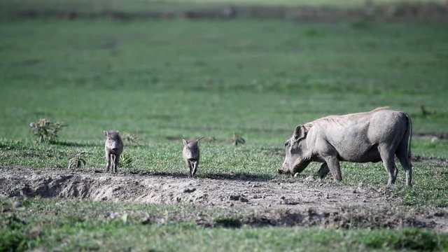 Mother Warthog with two babies coming