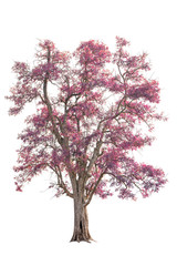 isolated big tree with pink leaves