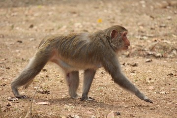 Monkey,  be the mammal,  there is body character resembles a human,  believe in that  there is same species of an ancestor.