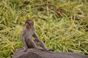 Monkey,  be the mammal,  there is body character resembles a human,  believe in that  there is same species of an ancestor.