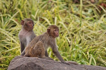 Monkey,  be the mammal,  there is body character resembles a human,  believe in that  there is same species of an ancestor.