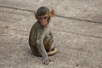 Monkey,  be the mammal,  there is body character resembles a human,  believe in that  there is same species of an ancestor.