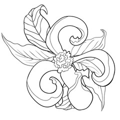 coloring with  Florida dogwood flower   illustration