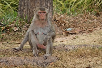 Monkey,  be the mammal,  there is body character resembles a human,  believe in that  there is same species of an ancestor.