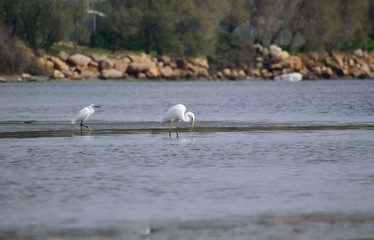 Great egret with his mate searching for food.