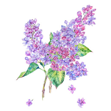 Watercolor floral spring card, blooming branch of lilac