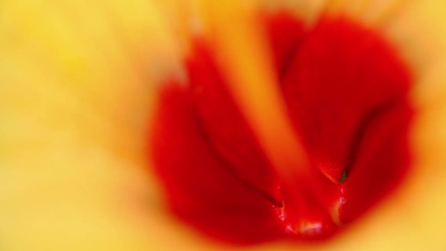 A flower is dancing by the wind in macro mode for background or wallpaper screen