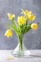 Bouquet of yellow tulips with leaves in glass vase over grey texture background. Still life. Spring greeting card