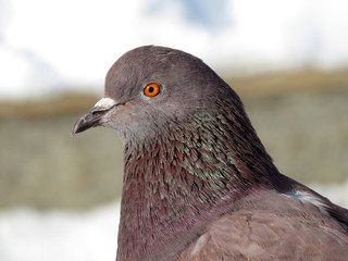 Beautiful pigeon portrait. Colorful dove closeup