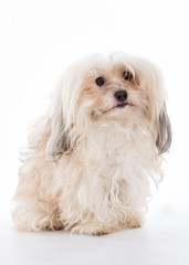 Havanese dog cute