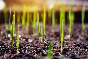 Young spring  shoots on plantation