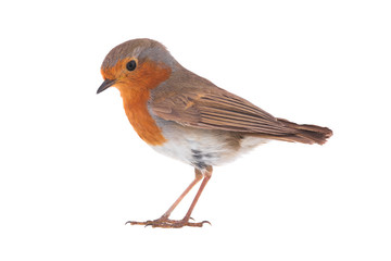 European robin (Erithacus rubecula)
