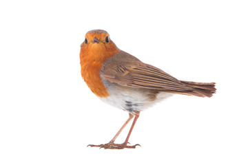European robin (Erithacus rubecula)