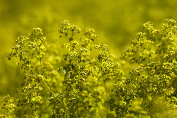 Ladys mantle, (Alchemilla) © Bernhard