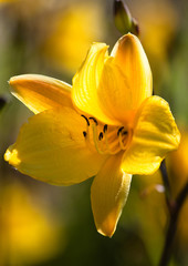 Fototapeta na wymiar Daylily, (Hemerocallis), flower