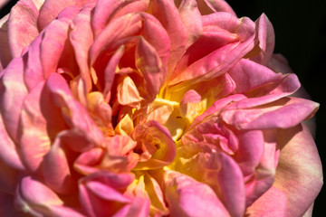 Fototapeta na wymiar Blooming roses, flower