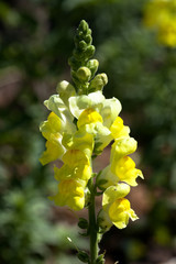 Common Toadflax Linaria vulgaris