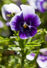 Obraz premium Pansy, (Viola), flower