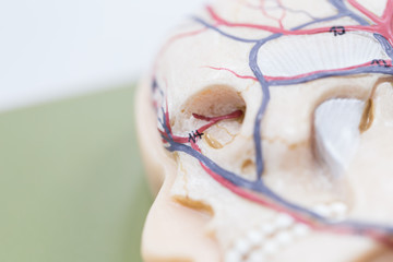 Study of human organs from model in Lab.