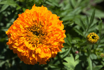 Marigold (Tagetes), flower