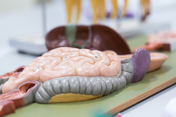 Study of human organs from model in Lab.
