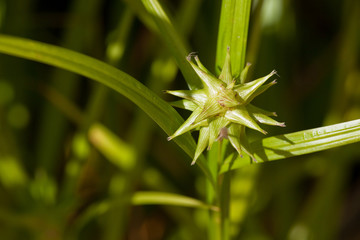 Carex, (Carex grayi)