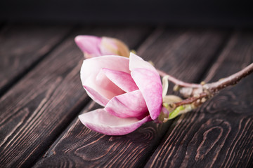 Flower pink magnolia