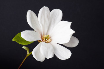 White magnolia close up