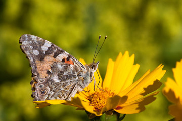 Painted Lady, Coreopsis, (Coreopsis lanceolata)