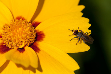 Coreopsis, (Coreopsis lanceolata)