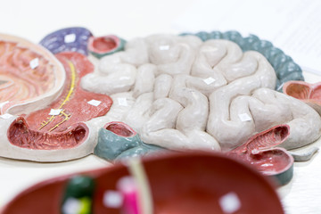 Study of human organs from model in Lab.