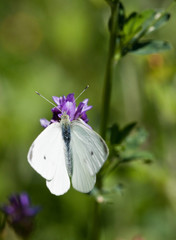 Small White (Pieris rapae)