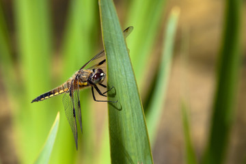 Four-spotted Chaser (Libellula quadrimaculata)
