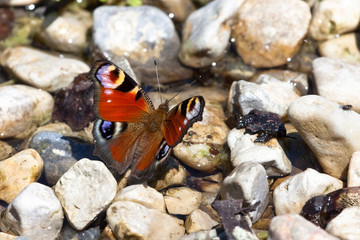 European Peacock butterfly (Inachis io)