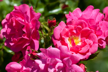 Blooming roses, flower