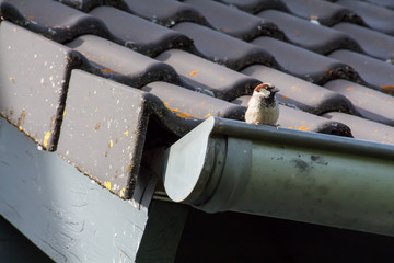 Spatz auf dem Dach