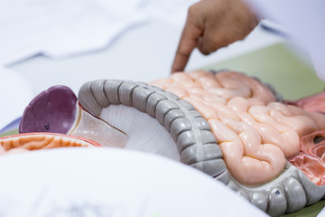 Study of human organs from model in Lab.