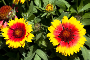Blanket flower (Gaillardia Hybride)