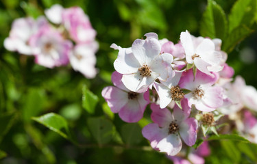 Burnet Rose (Rosa spinosissima)