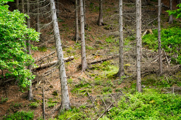 Wald im Nationalpark Eifel