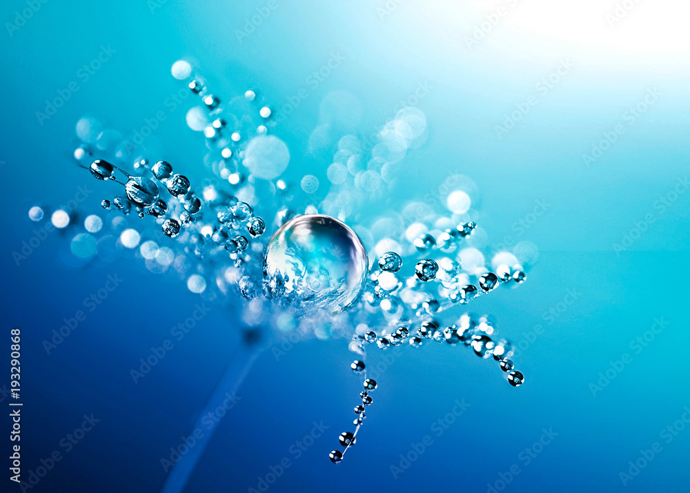 Poster transparent drops of water on a dandelion macro flower. sparkling droplets water. beautiful bright b