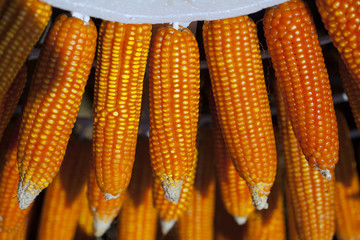 Corn pods on dried plants