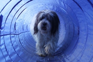 haariger hund läuft duch einen agility tunnel - obrazy, fototapety, plakaty