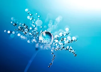Photo sur Plexiglas Dent de lion Gouttes d& 39 eau transparentes sur une macro fleur de pissenlit. Gouttelettes d& 39 eau pétillantes. Beau fond floral bleu vif. Incroyable image artistique colorée surprenante de la nature.