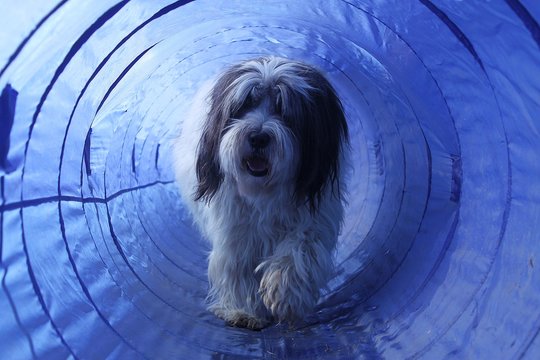haariger hund l&auml;uft duch einen agility tunnel